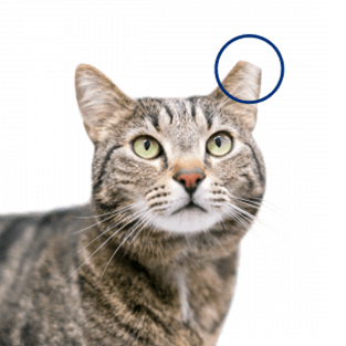 Ear-tipped community cat