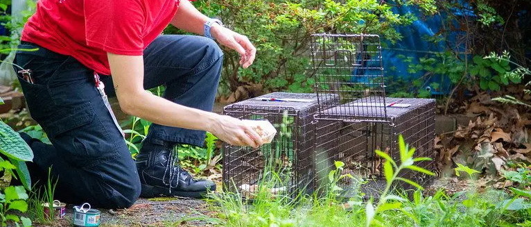 A volunteer preparing humane traps for community cats