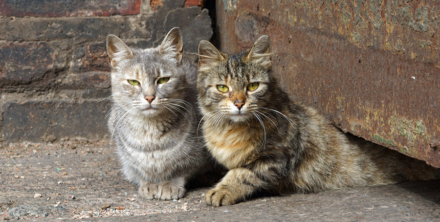 Community cats resting together outdoors